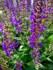 Obraz premium close up of lavender