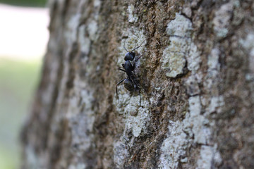 Carpenter Ant