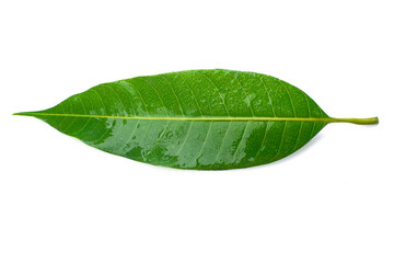 Fototapeta na wymiar Mango leaves isolated on a white background