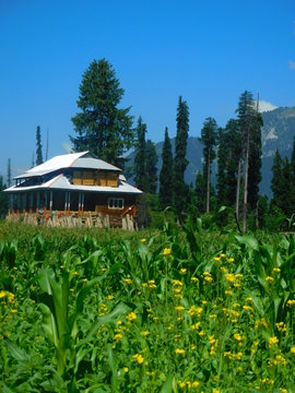 a wooden house with sloping roof in lush green  valley with grass and flowers in foreground and Himalayan cedar trees and mountains in background in Arang Kel, Neelum valley, Kashmir.