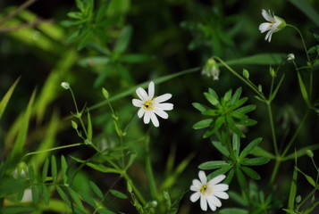 Small forest flowers on a Sunny may morning. Moscow region. Russia.