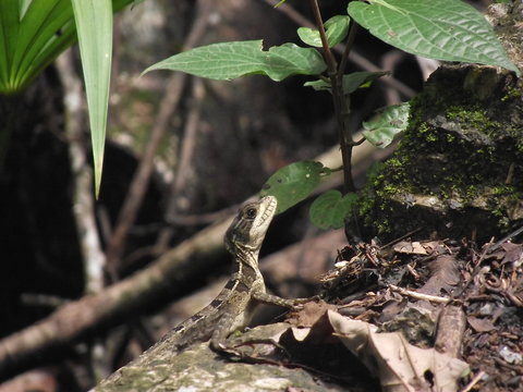 Jesus Lizard