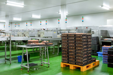 Fresh and raw chicken eggs on a conveyor belt, egg production, automated business