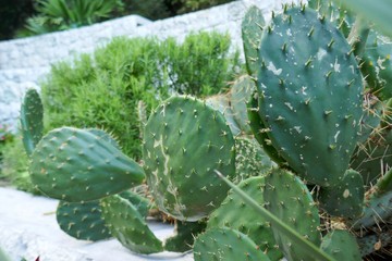 Cacti group. Landscaping with cacti plants.cactus Close-up.Green  plant background.cactus texture for wallpaper. Desert garden 