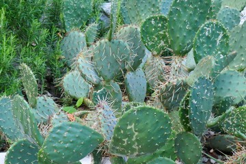 Cacti group. Landscaping with cacti plants.cactus Close-up.Green  plant background.cactus texture...