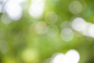 Obraz premium Shooting close-up leaves for blurring, creating natural, beautiful colors.