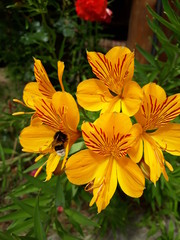 orange amancay and yellow flower