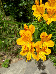 yellow amancay flowers in the garden