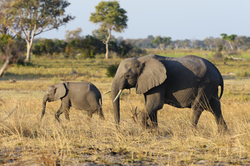 Mother and baby elephant walking in a field in Botswana, Africa 