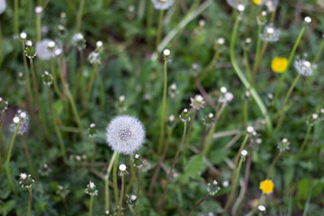 Dandelion, Rose hip, Needles, Fir-needles, Street light, Wild flowers in summer 
