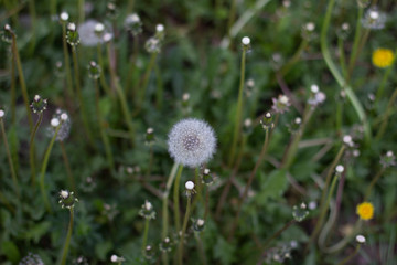 Dandelion, Rose hip, Needles, Fir-needles, Street light, Wild flowers in summer 