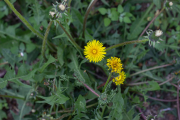 Dandelion, Rose hip, Needles, Fir-needles, Street light, Wild flowers in summer 