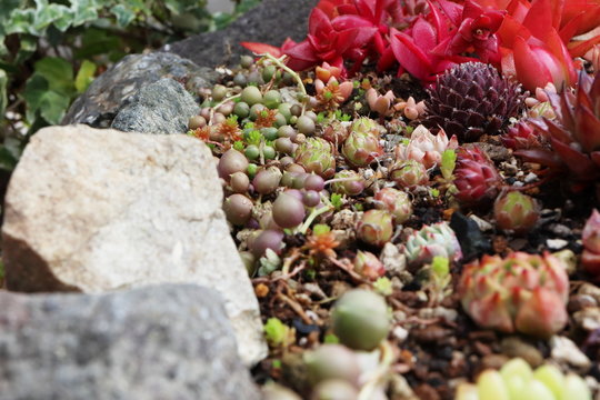 多肉植物images Browse 6 554 Stock Photos Vectors And Video Adobe Stock