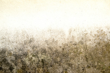 Abstract grunge texture and background of moss at old white wall with cracks and scratches. .