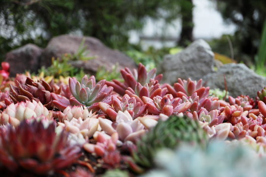 多肉植物images Browse 6 554 Stock Photos Vectors And Video Adobe Stock