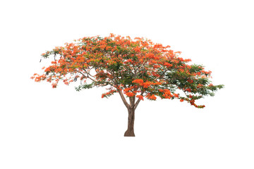 Flame tree or Royal Poinciana or Flame-boyant on isolated, an evergreen leaves plant di cut on white background with clipping path..