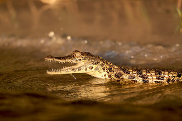 Baby crocodile found on the Chobe River in Botswana, Africa