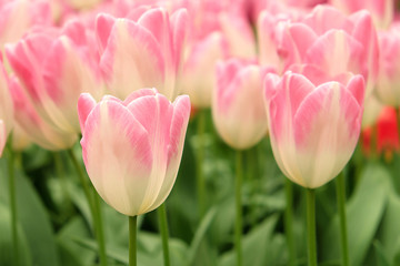 Beautiful sweet pink tulips