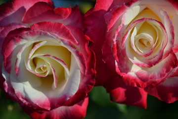 red rose flower