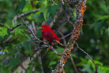 Red Bird