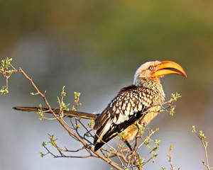 Yellow-Billed Hornbill bird in Africa on a  branch