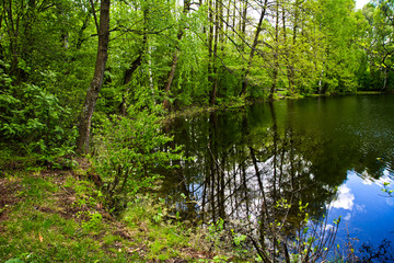 Shore of a forest pond in the spring.