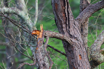 Fototapeta premium Broken tree