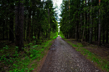 Stone road in the dark forest.