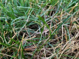 Small Spider in Grass