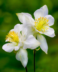 Star of Bethlehem flower from the mountains of Utah