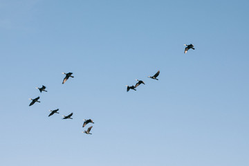 A flock of seagulls flying in the sky