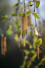 Birch twig with flowers pollen and green leaves.