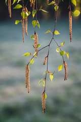 Birch twig with flowers pollen and green leaves.