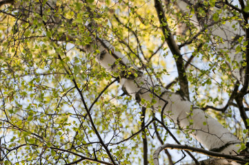 Obraz premium View to the birch crown with young leaves in spring.