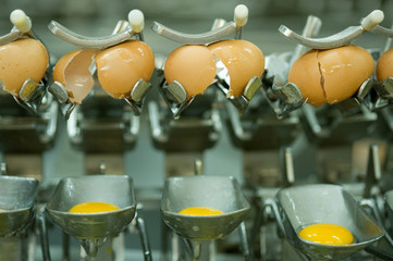 Eggs on the production line