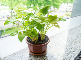 Small tree in a pot on building glass window