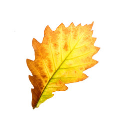 Colorful autumn oak leaf Isolated on white background
