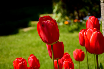 red tulips in the garden