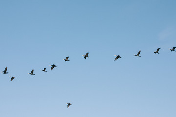 A flock of seagulls flying in the sky