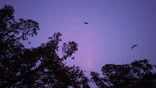 Peradeniya  Pteropus giganteus Bats flying back home in the evening skies in slow motion