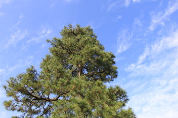 松と青空