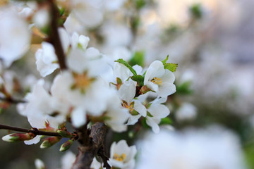 White flowers on a cherry branch