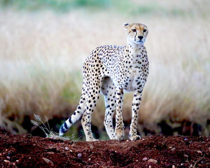 Cheetah on a hill looking for prey at dusk in Africa