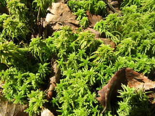 green moss on the tree