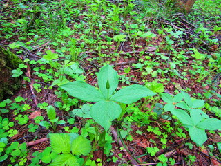green leaves in the forest