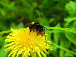 bee on flower