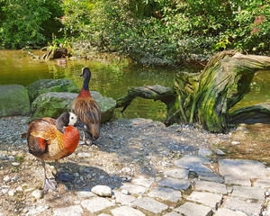Colorful ducks in the zoo