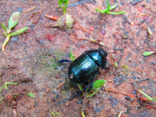 green beetle 
