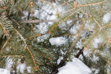 Christmas tree branches in the forest. Snowy spruce forest.