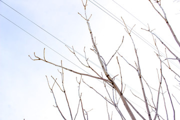 tree branches against the sky with wires from the power line